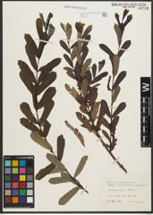 Foto von Salix purpurea subsp. lambertiana (Sm.) Rech. f.
